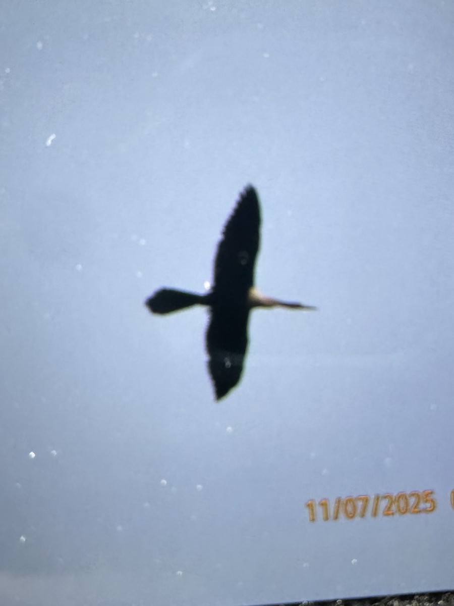 Anhinga Americana - ML644811972