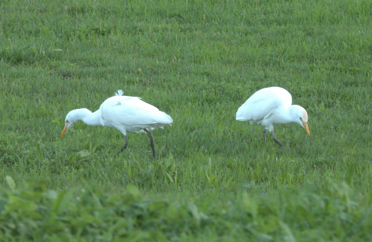 Western Cattle-Egret - ML644811976
