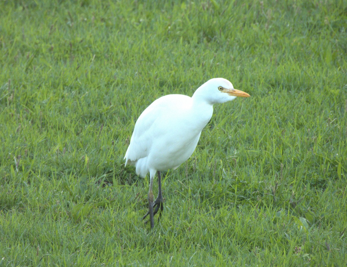 Western Cattle-Egret - ML644811977