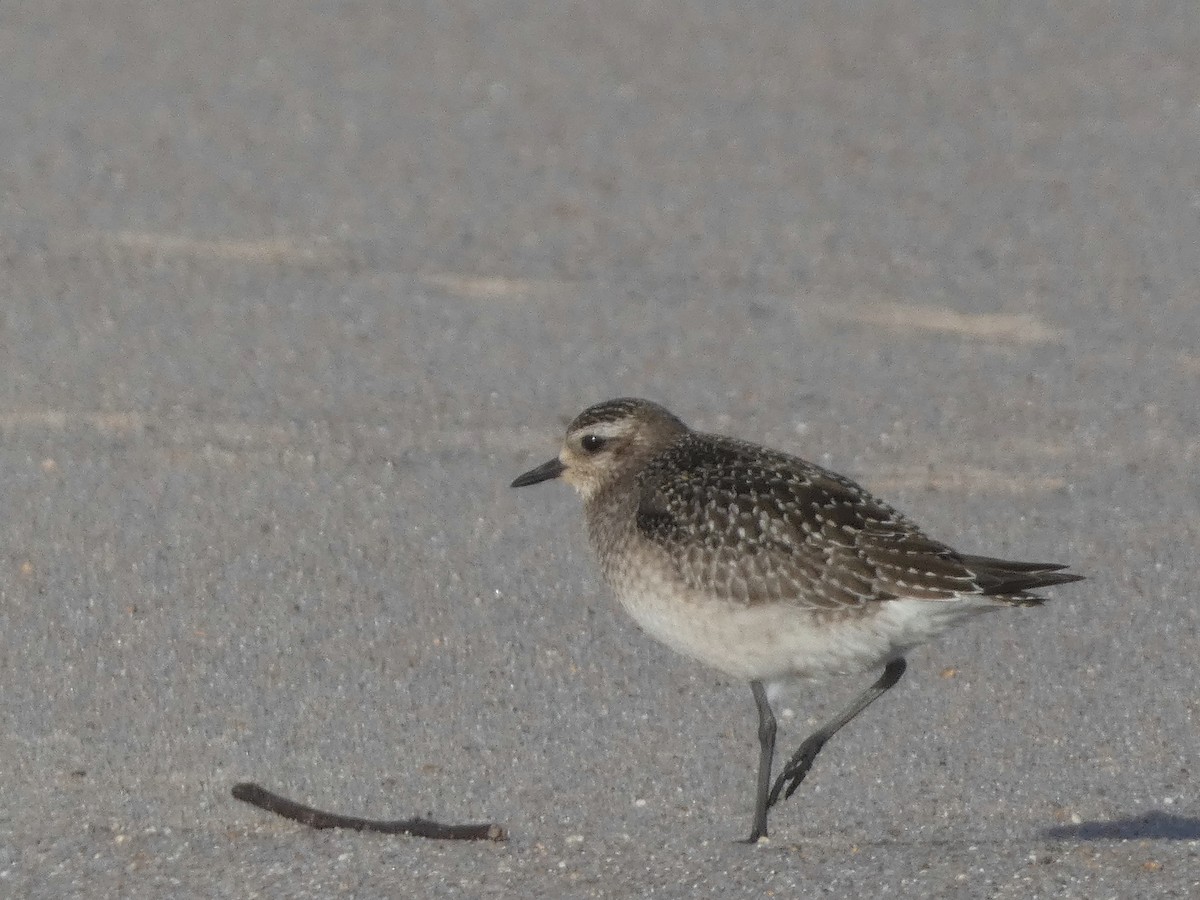 American Golden-Plover - ML644811982