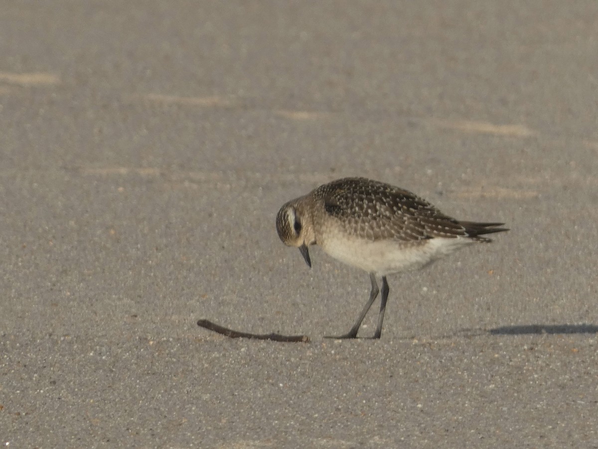 American Golden-Plover - ML644811985