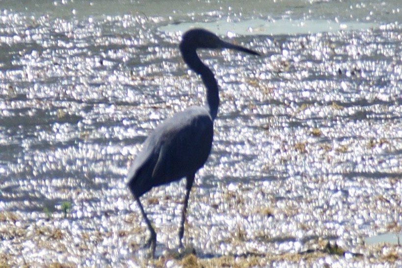 Little Blue x Tricolored Heron (hybrid) - ML644811987