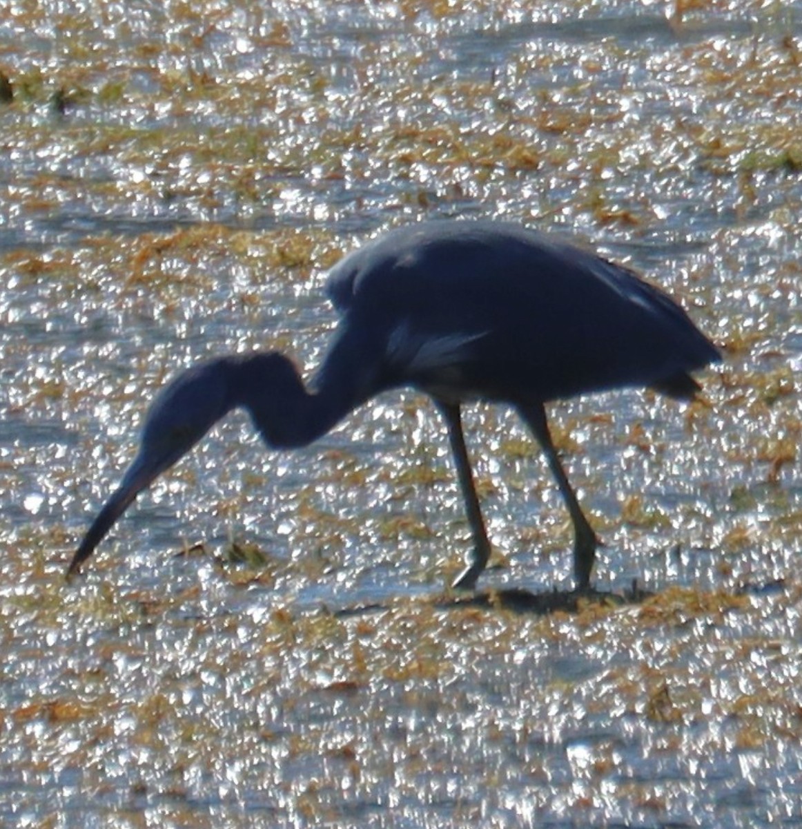 Little Blue x Tricolored Heron (hybrid) - ML644811988