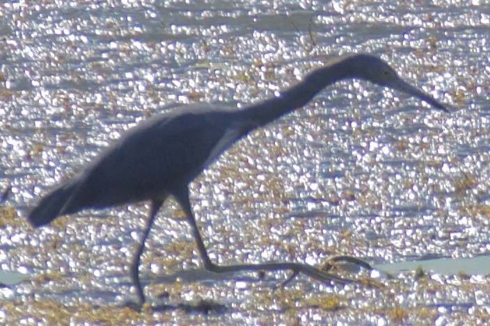 Little Blue x Tricolored Heron (hybrid) - ML644811989