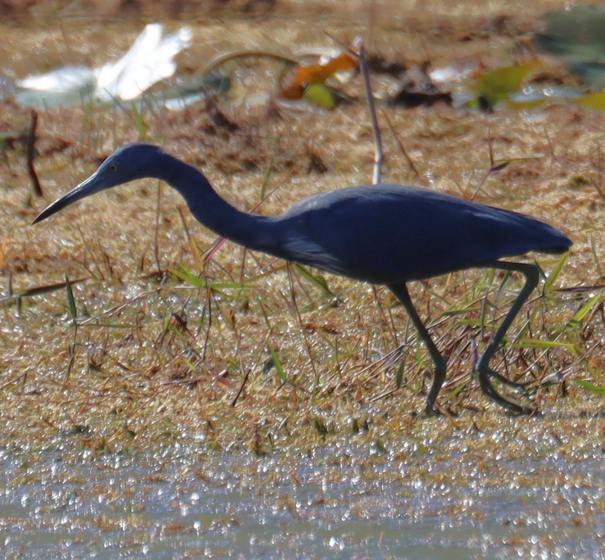 Little Blue x Tricolored Heron (hybrid) - ML644811990
