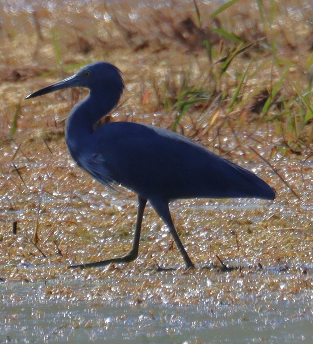 Little Blue x Tricolored Heron (hybrid) - ML644811991