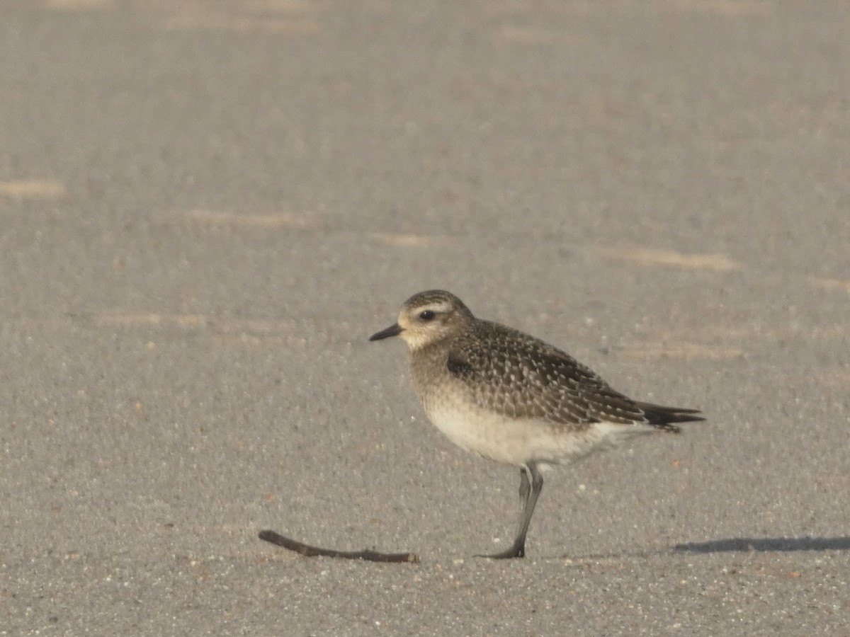 American Golden-Plover - ML644811997