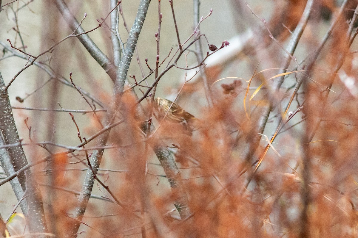 Сосновый чиж - ML644811998