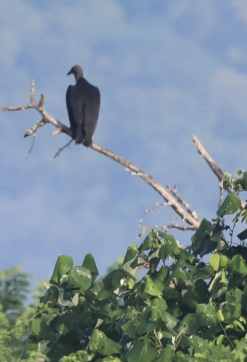 Чёрная катарта - ML644811999