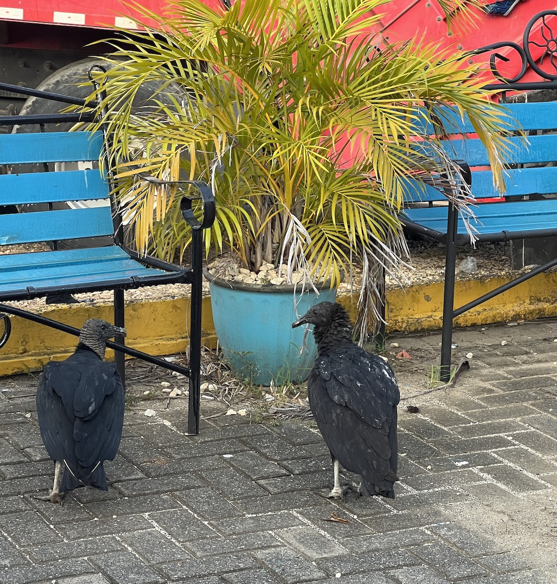 Чёрная катарта - ML644812000