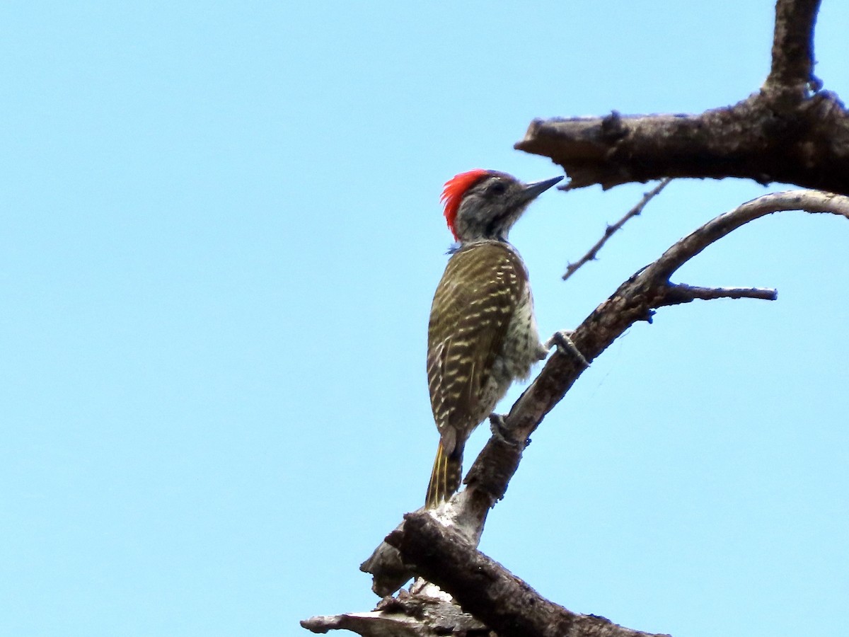 Cardinal Woodpecker - ML644812009