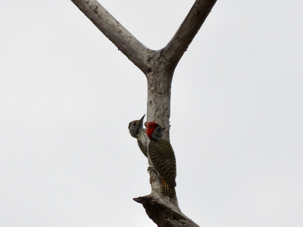 Cardinal Woodpecker - ML644812010