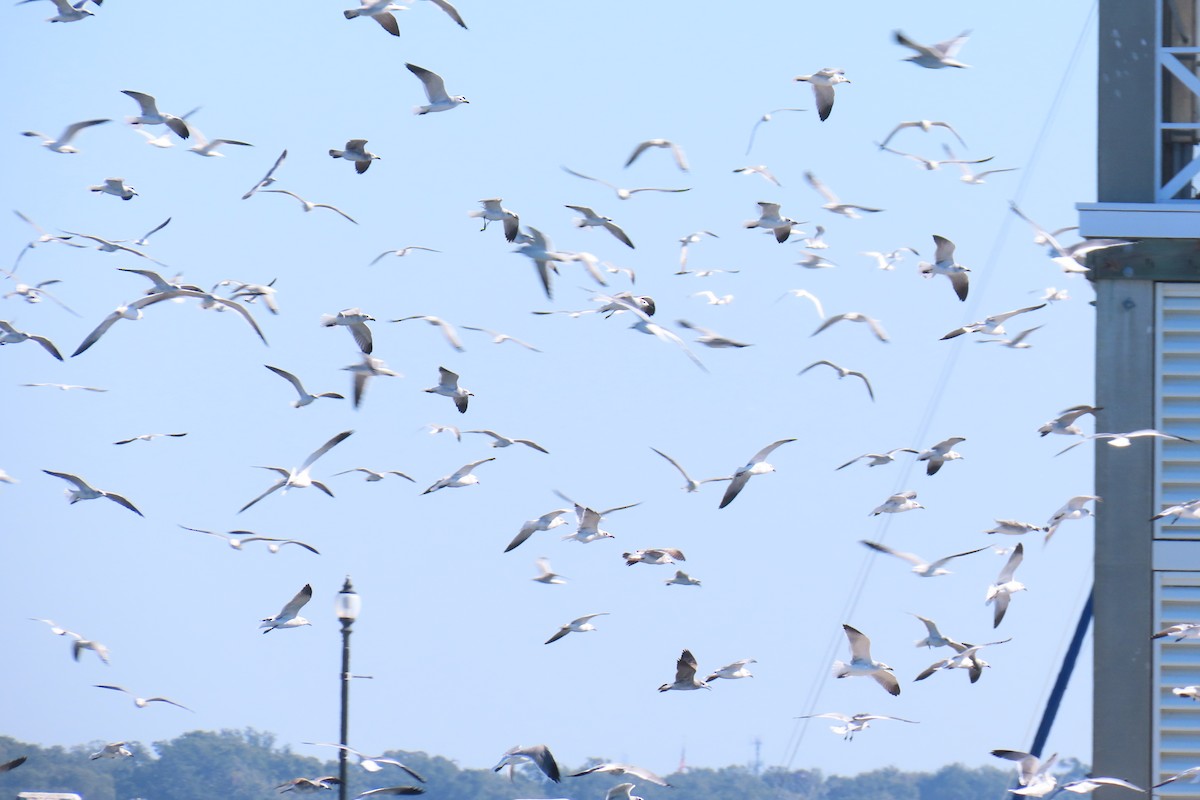 Ацтекская чайка - ML644812012