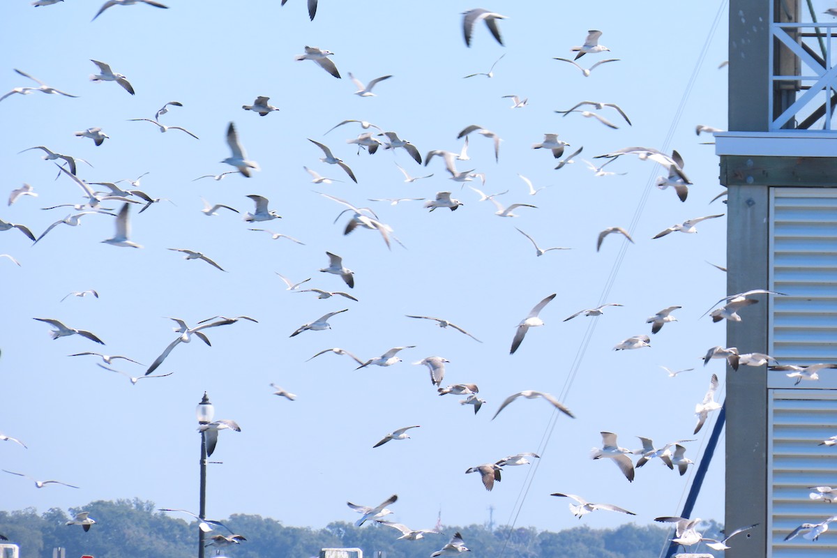 Ацтекская чайка - ML644812013