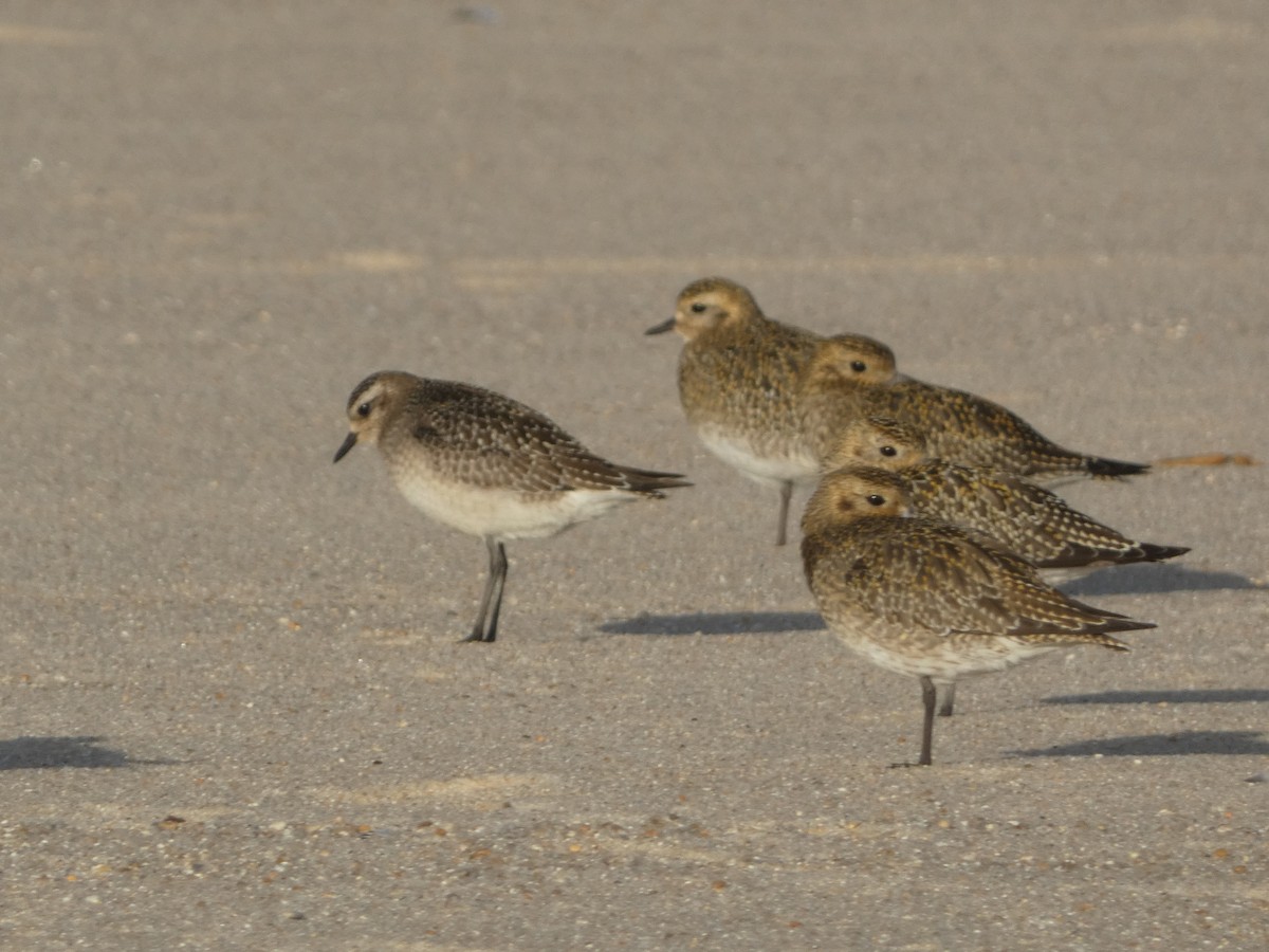 American Golden-Plover - ML644812014