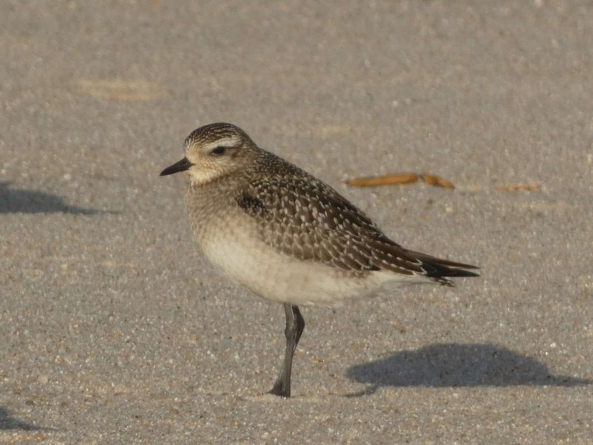 American Golden-Plover - ML644812021