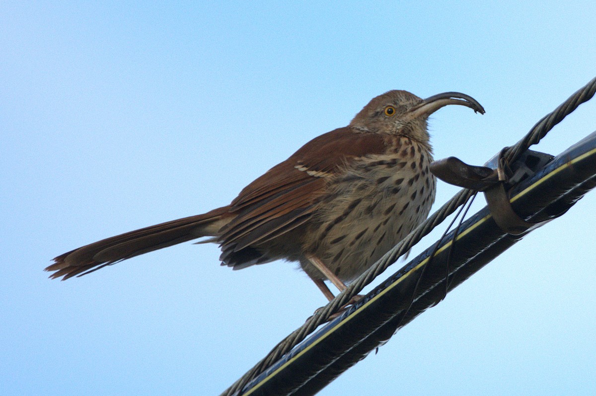 Brown Thrasher - ML644812025