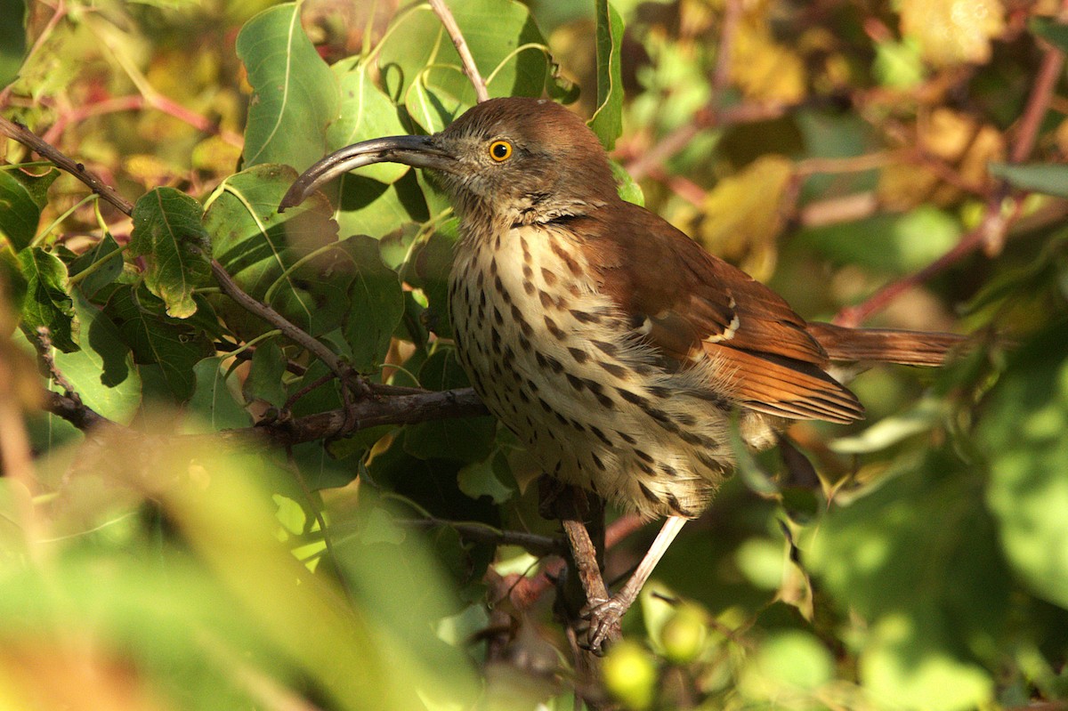 Brown Thrasher - ML644812026