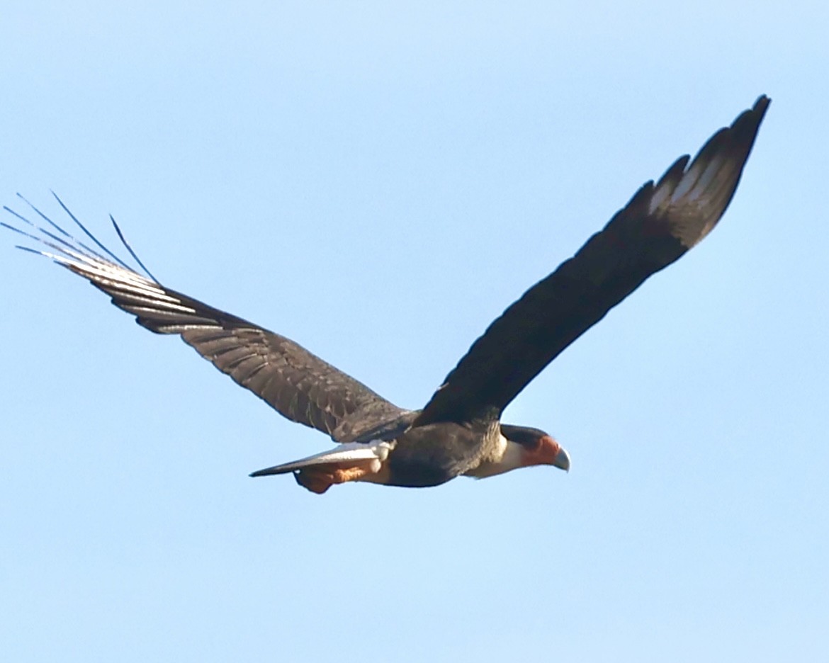 Schopfkarakara (Nordkarakara) - ML644812028