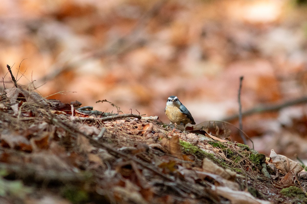 Канадский поползень - ML644812034