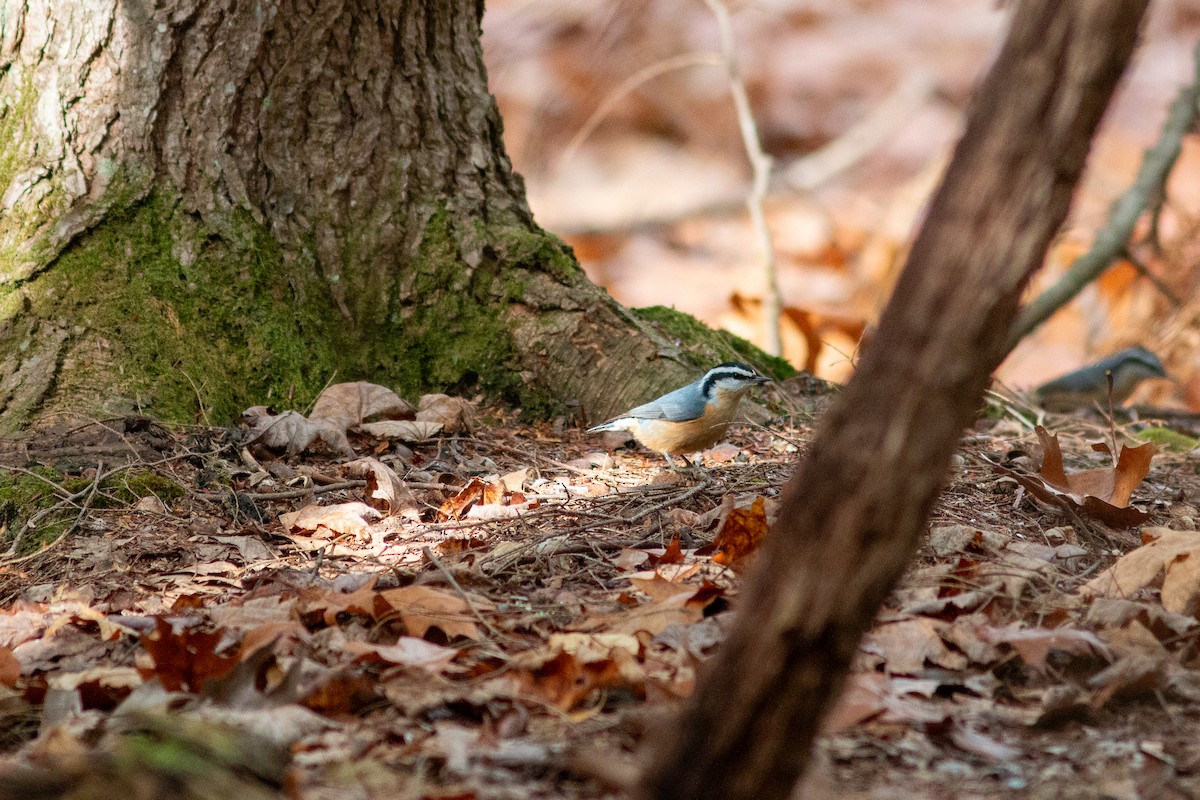 Канадский поползень - ML644812035