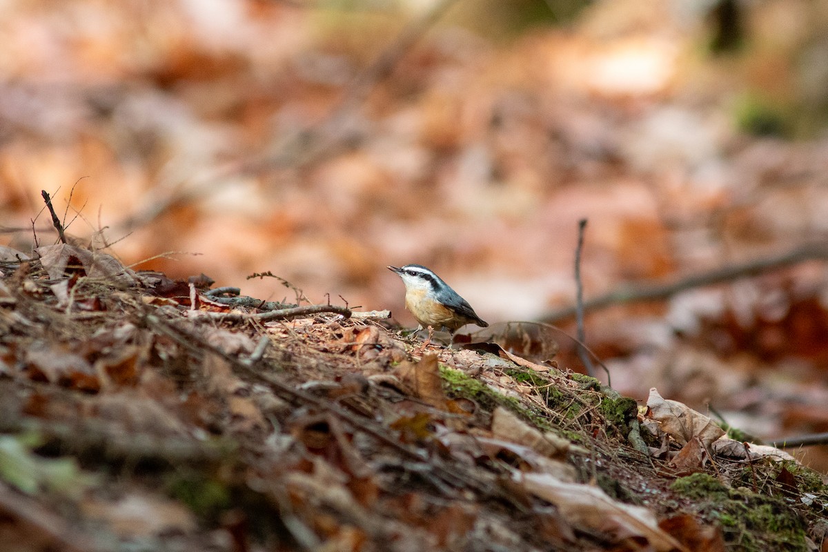 Канадский поползень - ML644812036