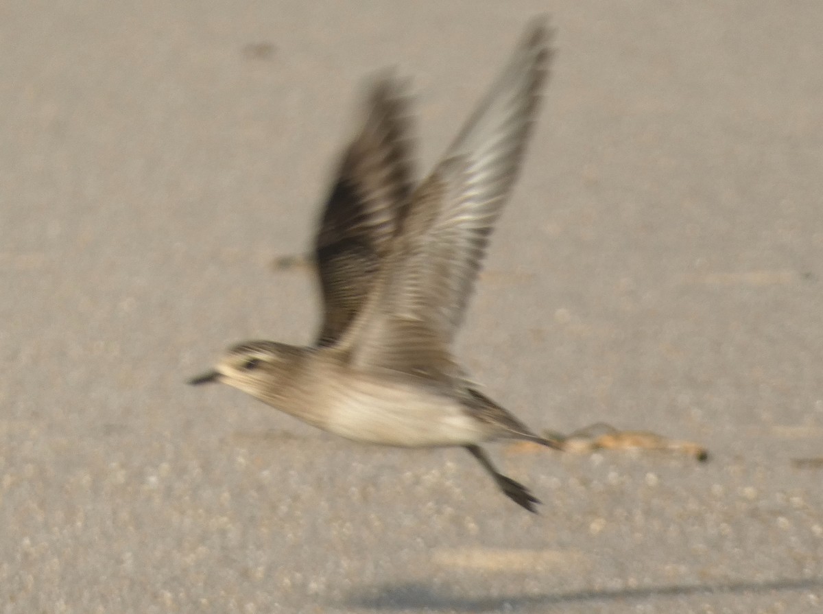 American Golden-Plover - ML644812037