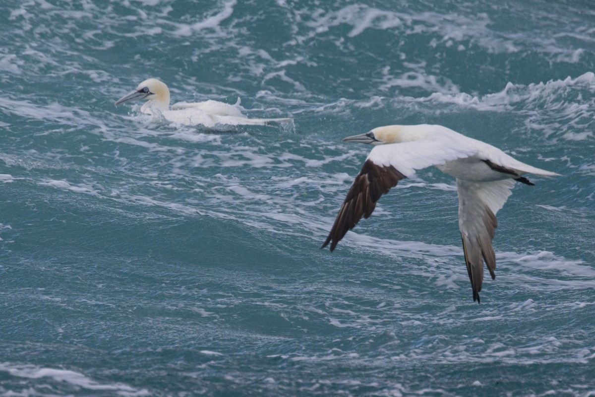 Northern Gannet - ML644812046