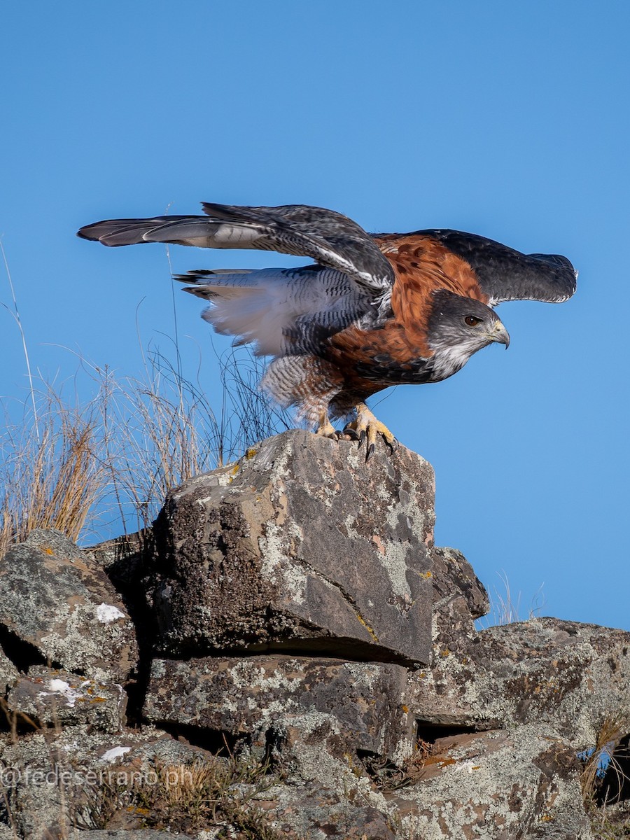 Variable Hawk (Puna) - ML644812060