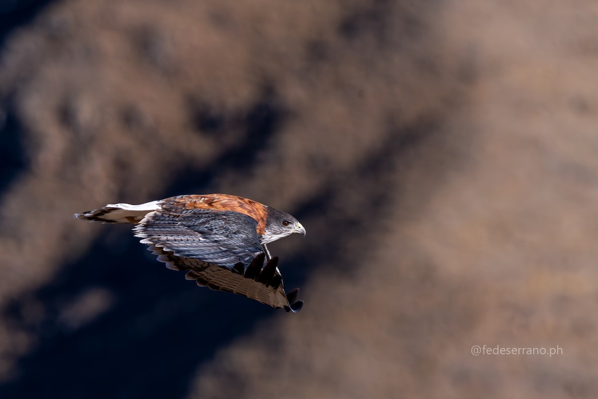 Variable Hawk (Puna) - ML644812061