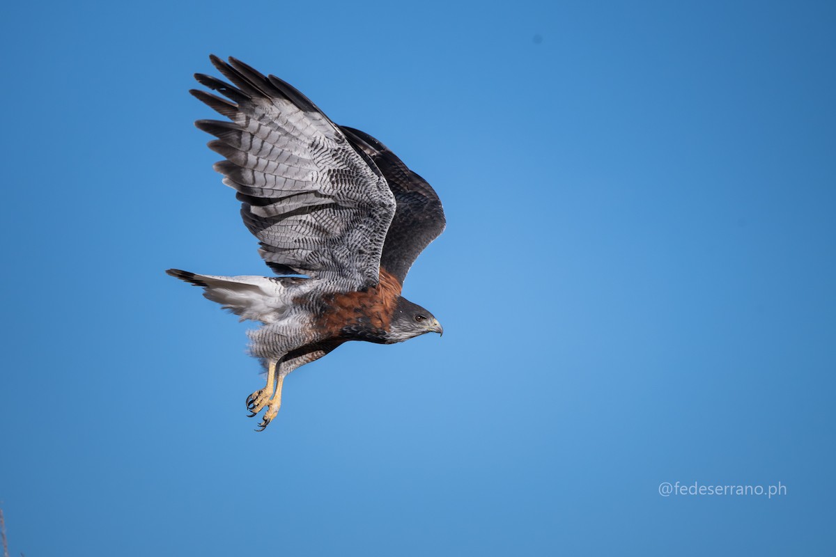 Variable Hawk (Puna) - ML644812062