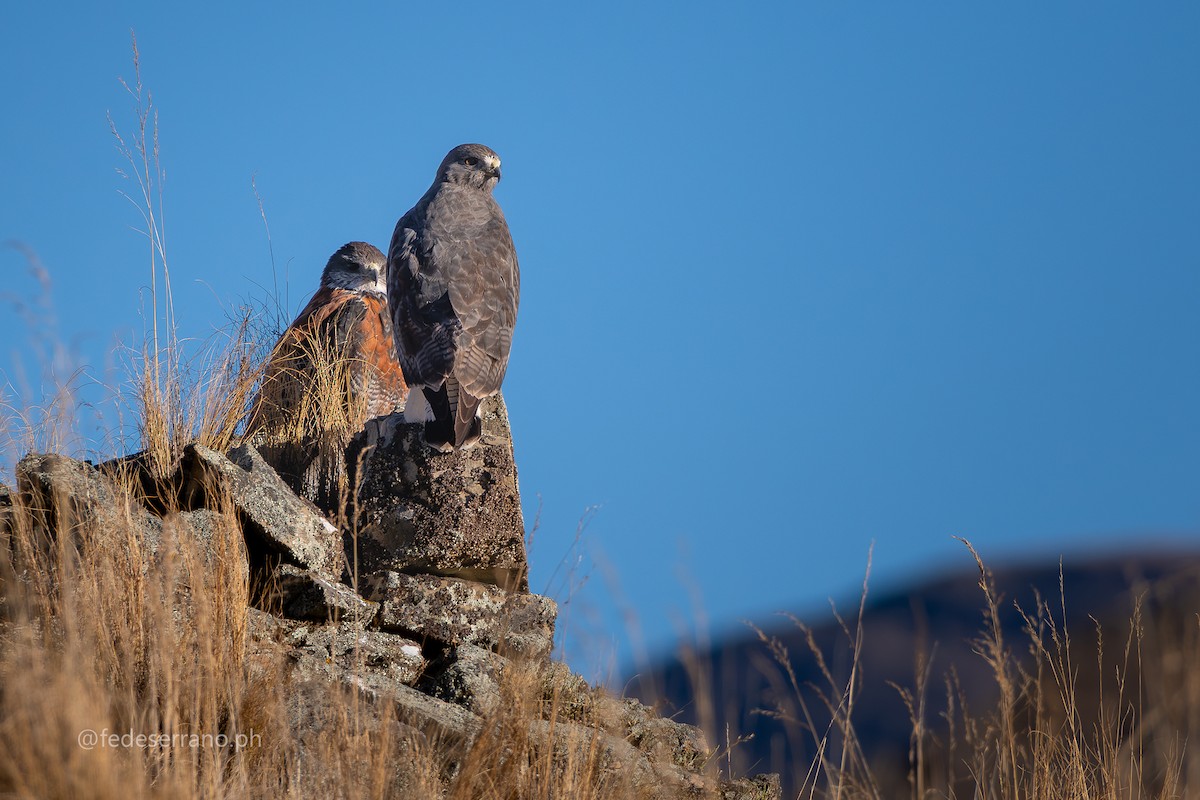 Variable Hawk (Puna) - ML644812063