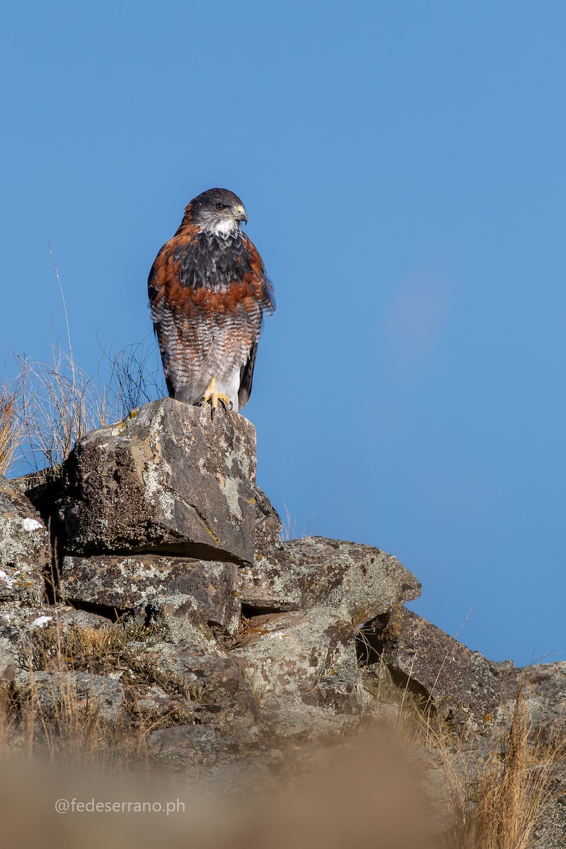 Variable Hawk (Puna) - ML644812064