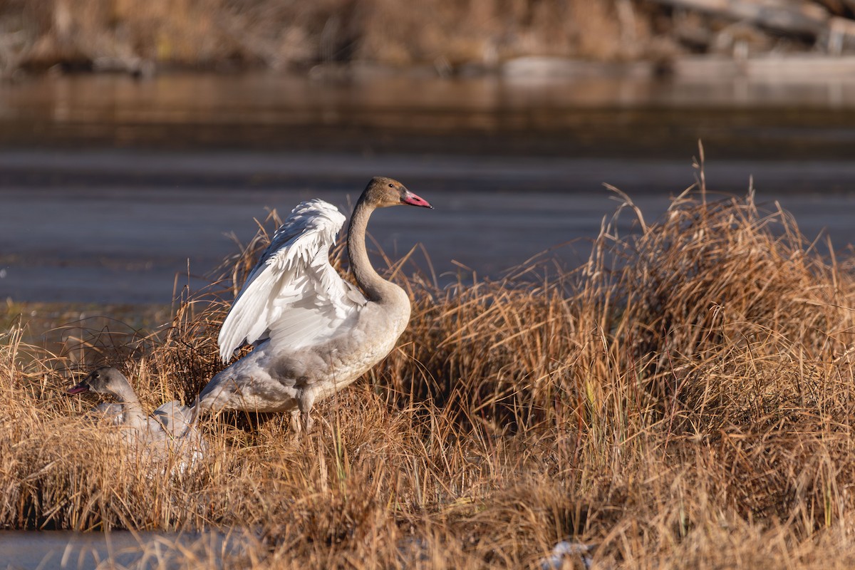 Tundra Swan - ML644812068
