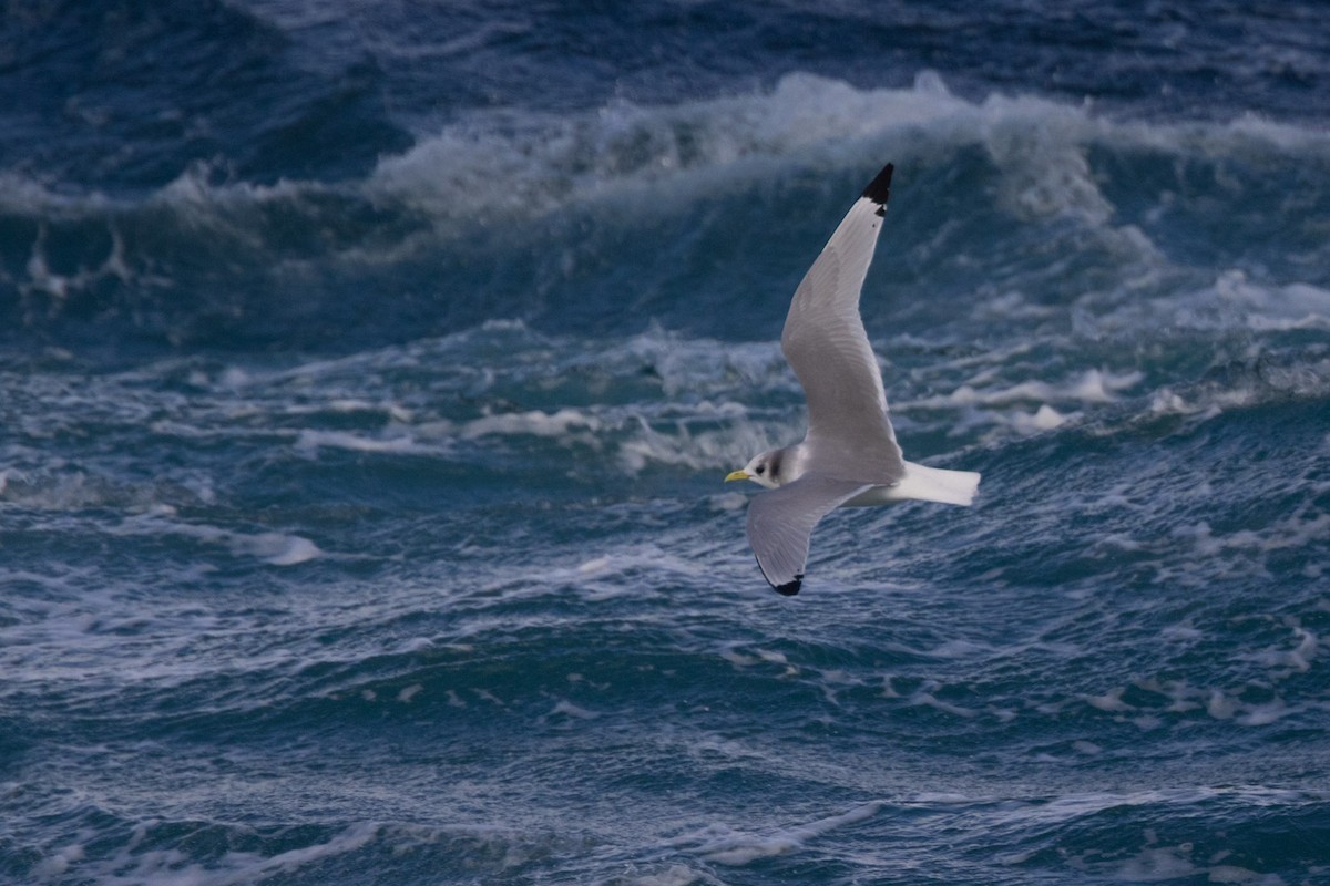 Kara Ayaklı Martı - ML644812069