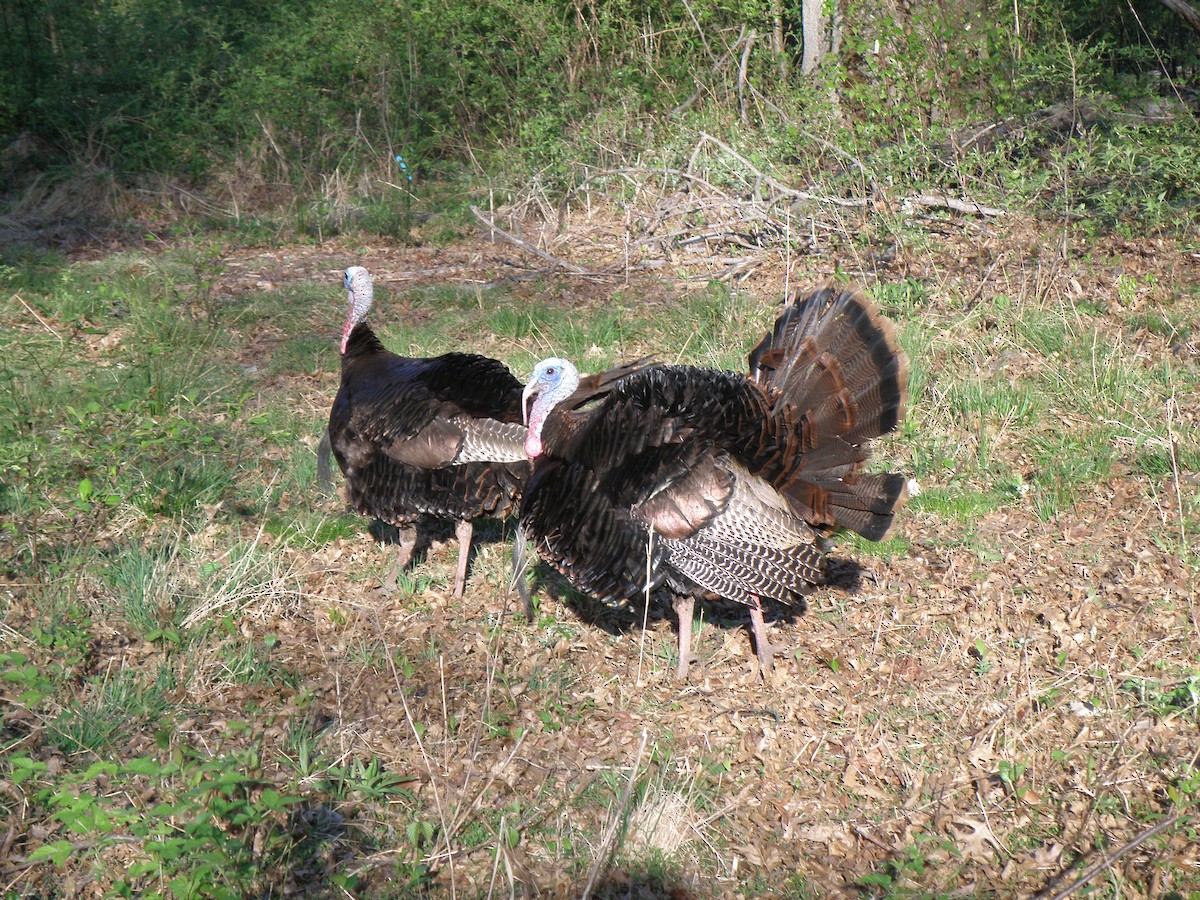 Wild Turkey - ML644812072