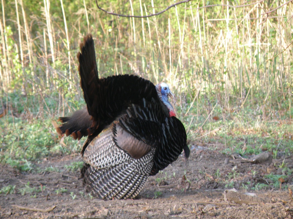Wild Turkey - ML644812073
