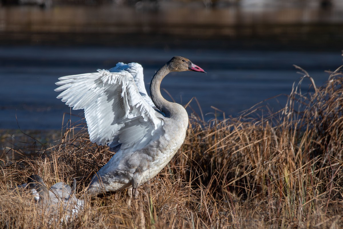 Tundra Swan - ML644812086