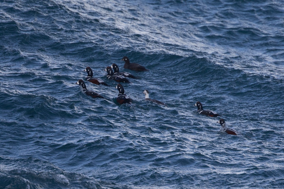 Palyaço Ördeği - ML644812097