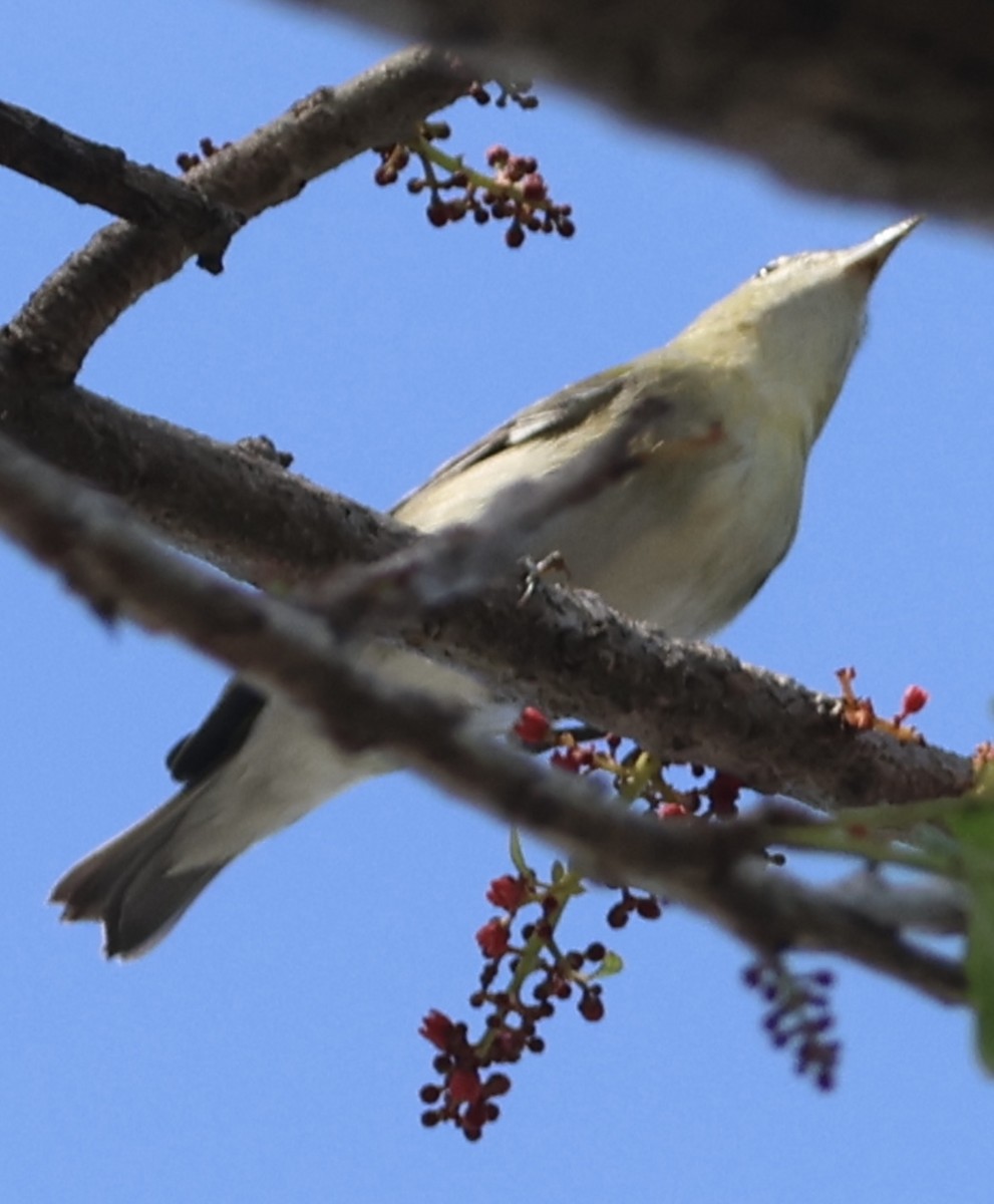 Tennessee Warbler - ML644812101