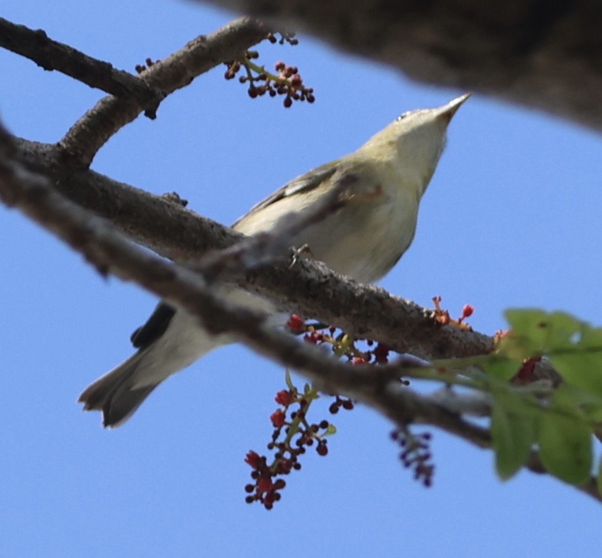 Tennessee Warbler - ML644812102