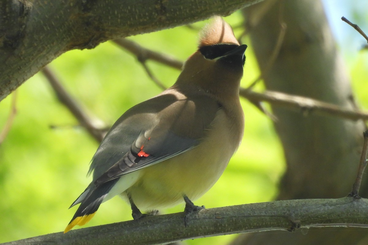 Cedar Waxwing - ML644812117