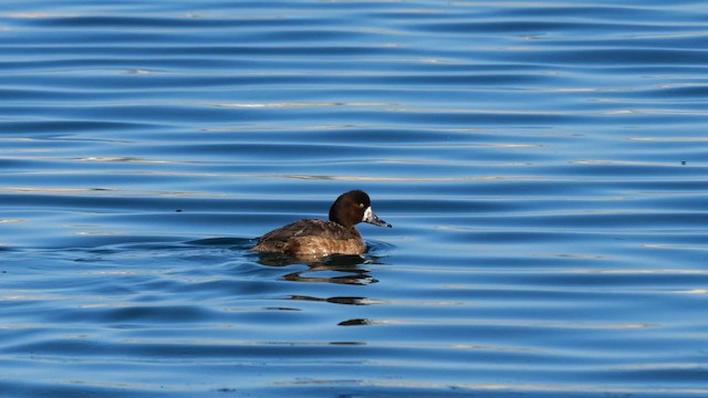 Greater Scaup - ML644812151