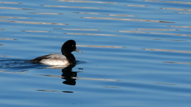 Greater Scaup - ML644812152