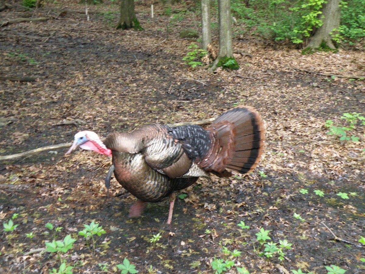 Wild Turkey - ML644812158