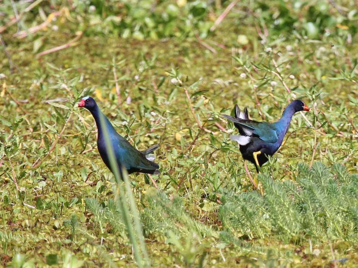 Малая султанка - ML644812171