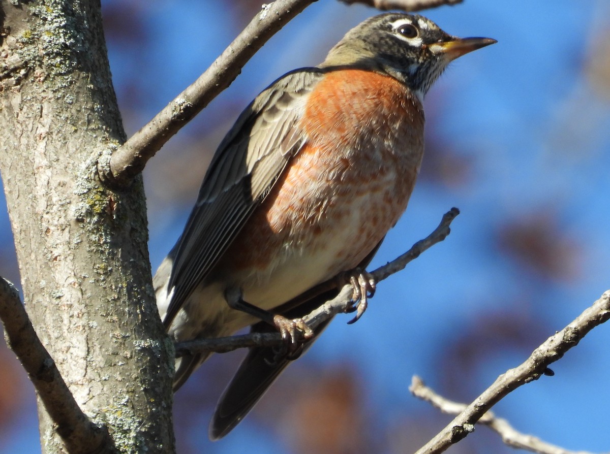 Дрізд мандрівний - ML644812173
