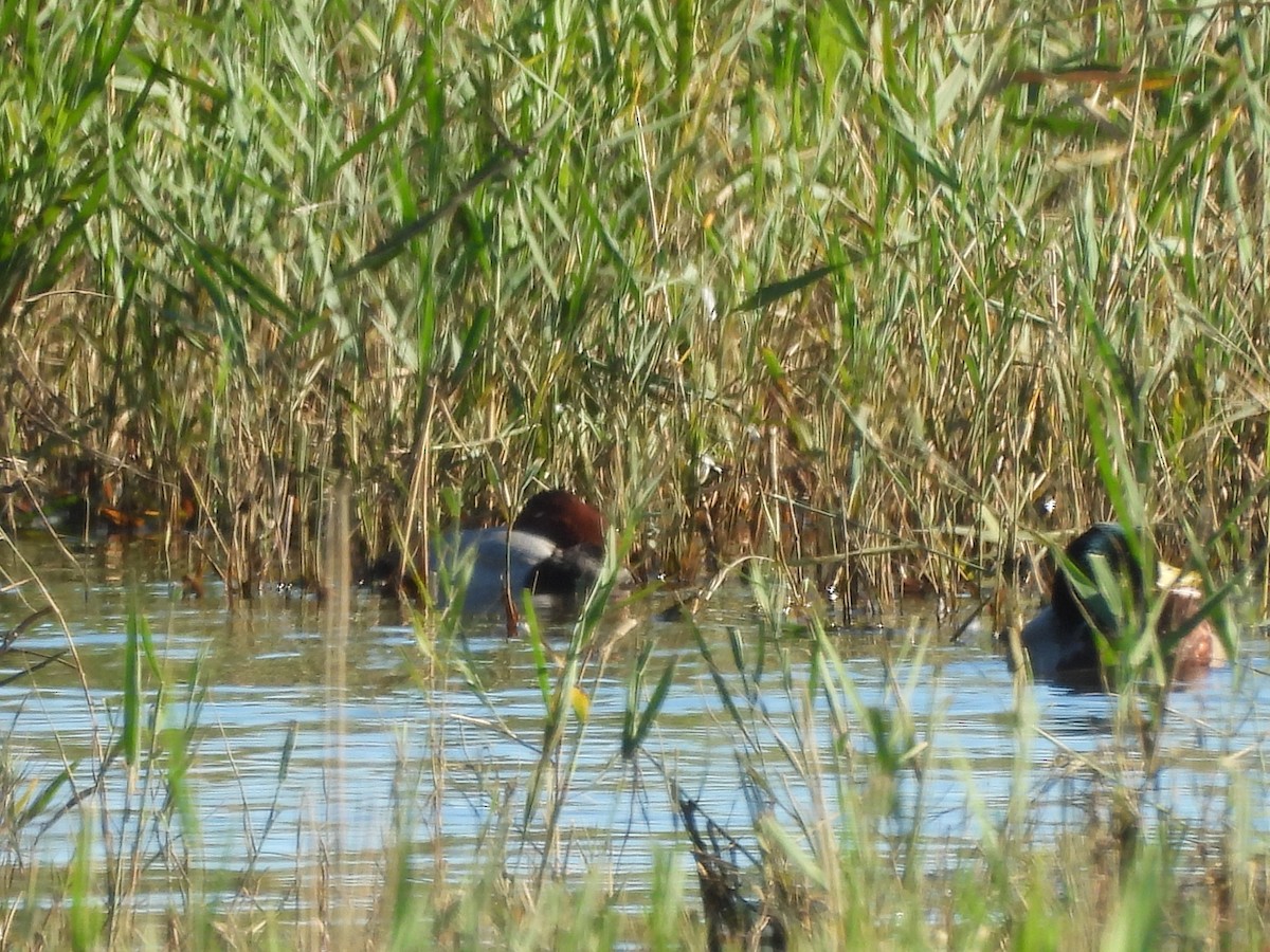 Common Pochard - ML644812189