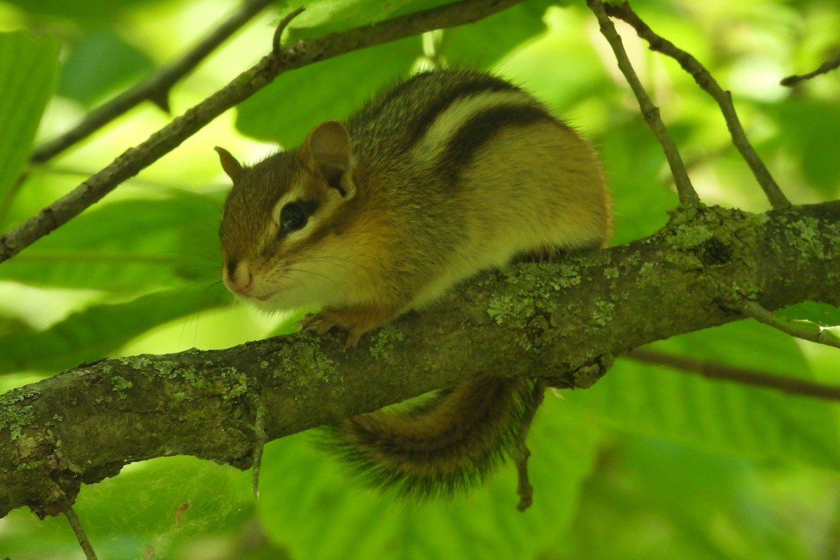 東部花栗鼠 - ML644812215