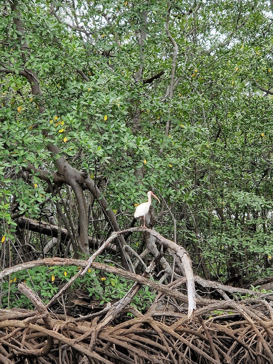 ibis bílý - ML644812277